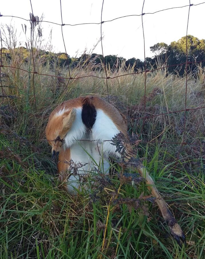 Oribi trapped in fence